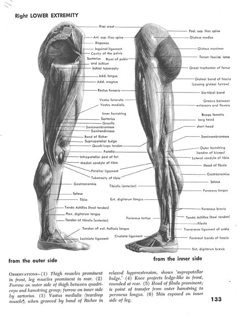 Left Leg Profile Muscles Lower Extremity Gluteus Medius Greek Statue