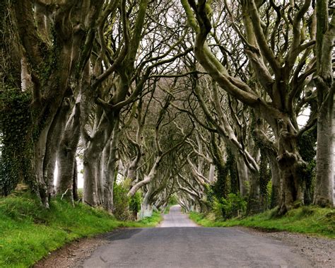 The Dark Hedges Ireland ~ Travell And Culture