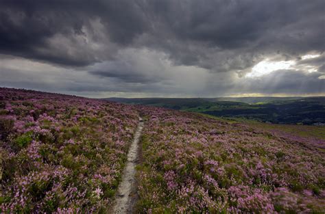 Moorland Heather By Iangilmour Pentax User