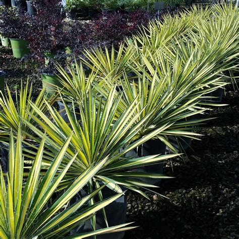 Yucca Filamentosa Bright Edge Variegated Yucca Mid Valley Trees