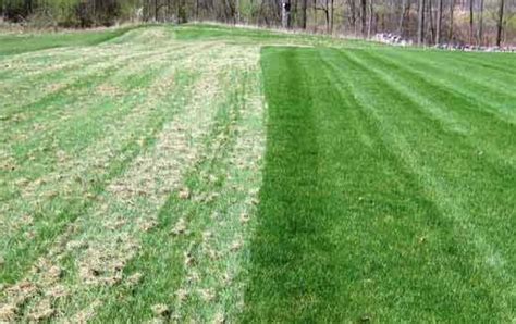 In less severe cases, dethatching is a suitable solution. Does your Lawn need Dethatching? | Turf Technologies » Turf Technologies