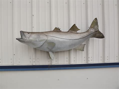 In Stock 50 Inch Black Snook Full Mount In Stock 50 Inch Black Snook