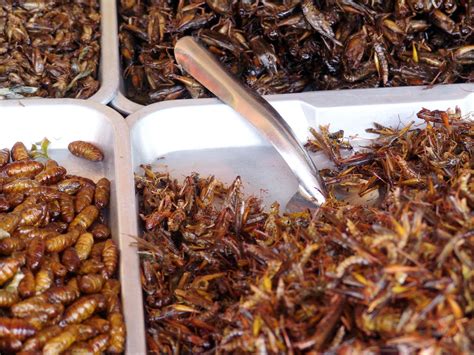 10 Best Edible Insects We Dare You To Try Farmers Almanac Plan