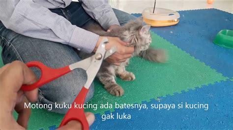 Cara Memotong Kuku Kucing Youtube