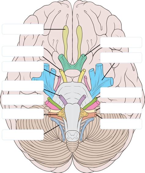 Anatomy And Physiology Brain And Cranial Nerves Diagram Quizlet