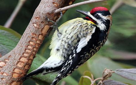 Sign up for free today! Yellow-bellied Sapsucker | Audubon Field Guide