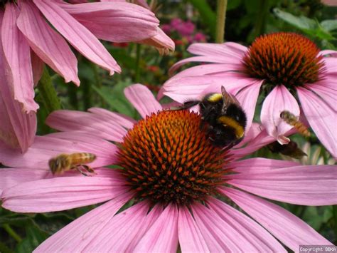 Start A Bee Friendly Garden With Your Child This Easter