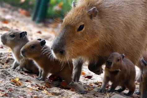 These Baby Amazon Animals Will Melt Your Heart Pachamama