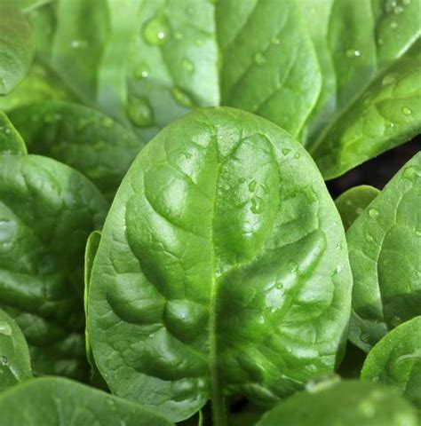 These are disease resistant crops. Vegetable: Spinach | UMass Center for Agriculture, Food ...