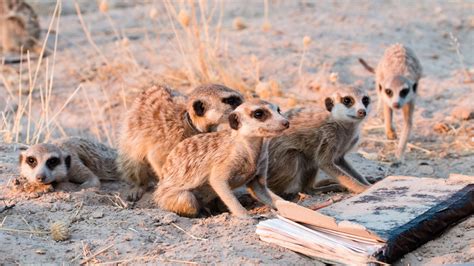 Monitoring The Meerkats Of The Kalahari