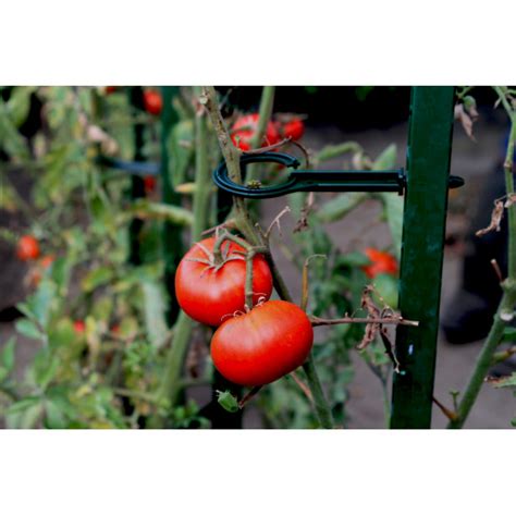 Attache Tomate Pour Tuteur à Tomate Jardin Et Saisons