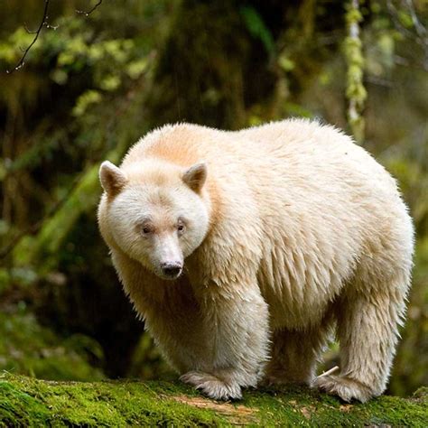 Great Bear Rainforest 2019 By Ian Mcallister