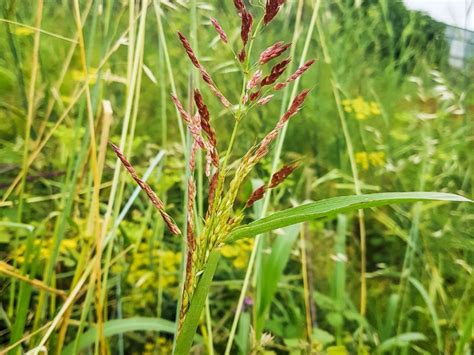 How To Control Johnson Grass In Pastures - how to control johnson grass in pastures