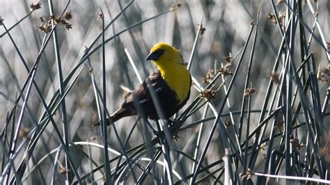 Yellow Headed Blackbird Xanthocephalus Xanthocephalus Boreal Songbird Initiative