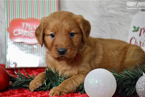 Welcome to the dallas texas golden retriever breeders public education network where southern hospitality is our specialty. Red: Golden Retriever puppy for sale near Texoma, Texas. | 6d847f37-4571