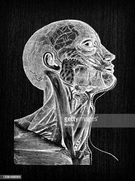 Anatomy Of Neck Muscles Photos And Premium High Res Pictures Getty Images