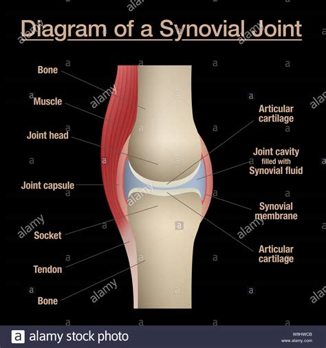 This will help you to understand the mechanism as well as the working. Synovial joint diagram. Labeled anatomy chart with two bones, articular cartilage, joint cavity ...