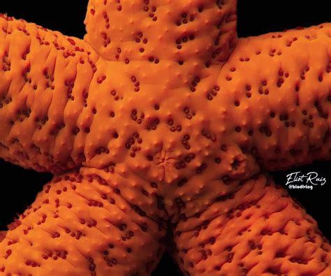 Eliot Ruiz On Instagram Close Up On The Madreporite Of A Red Starfish