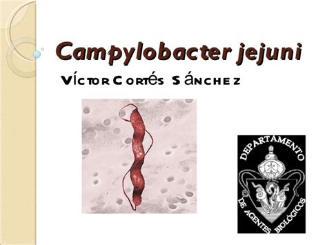 17 Campylobacter Jejuni