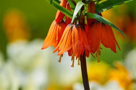 Crown Imperial Flowers Growing In A Garden Stock Photo Image Of Sunny