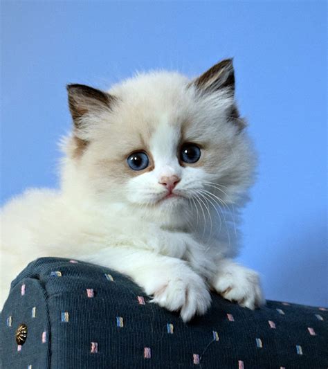 Seal Bi Color Ragdoll Ohemgee Cats Cat Fluffycat Ragdolls Ragdoll