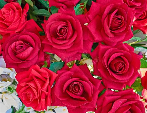 Red Fake Rose Flowers Closeup Stock Photo Image Of Macro Background