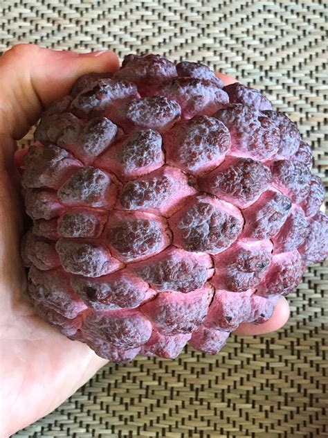 Red Sugar Apple Sweetsop Annona Squamosa Potted PLANT Tropical | Etsy