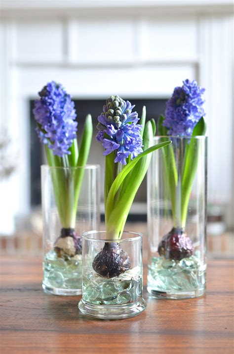 Bulbs To Plant In Spring A Guide To Brighten Up Your Garden