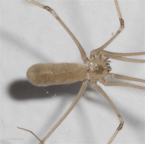 Pholcus Phalangioides Cellar Spider 3 Kingdom Animali Flickr