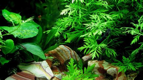 Hd Aquarium Wallpapers Top Những Hình Ảnh Đẹp