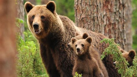 Bears Protect Offspring With Human Shields Universitetet I Sørøst Norge
