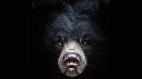 Black Bear White Background