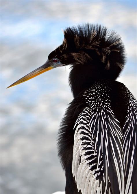 Anhinga Pamala Wilson Flickr