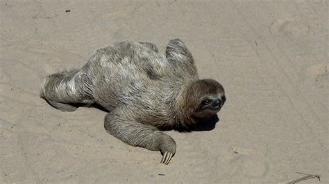 Sloth In The Middle Of The Road In The Wild Brazil Bicho Preguiça