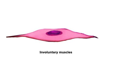 Draw Neat Diagrams Of Voluntary Involuntary And Cardiac Muscles