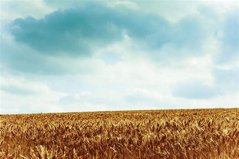 Wheatfield And Cloudy Sky Photograph By Olivier De Rycke Fine Art America