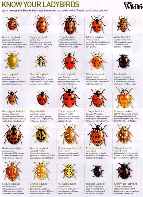 Ladybugs Bbc Wildlife Know Your 🐞 Insects Ladybird Bugs And Insects
