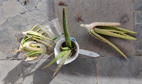 On the basis of morphological and. My 2nd Aloe Vera Root Rot Rescue