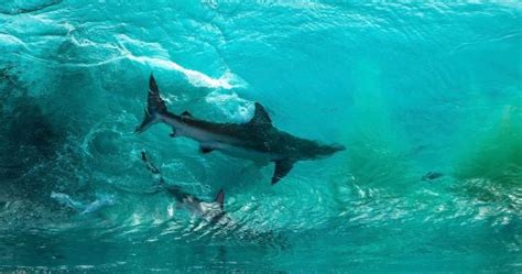 Photographer Captures Sharks Inside A Wave Nature Ttl