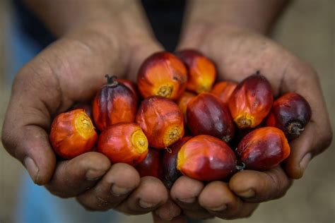 Cocoa and pepper industries development. Ministry to improve productivity, yield of palm oil ...