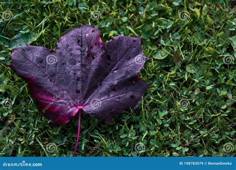 Beautiful Single Dark Purple Autumn Fallen Leaf Of Crimson King Norway