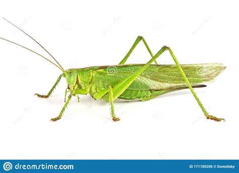 Grasshopper Isolated On White Background Stock Photo