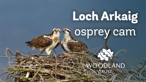 Arkaig Ospreys Third Egg Of The Year Loch Arkaig Osprey Cam 2020 Youtube
