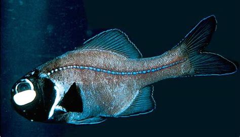 Flashlight Fish Are Three Families Of Fish That Exhibit Pockets Of