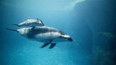 Shedd Aquarium Celebrates Pacific White Sided Dolphin Calfs 1st