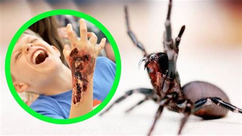 Worlds Top 5 Most Dangerous Spiders They Can Kill Humans General Off