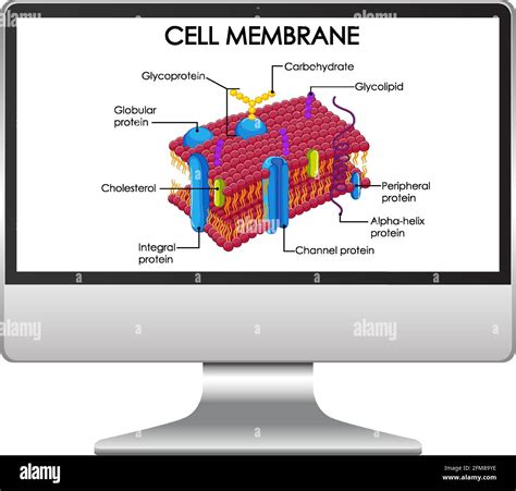 Cell Membrane Structure On Computer Desktop Illustration Stock Vector