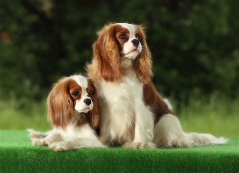 List Of Small Dog Breeds Pets Lovers