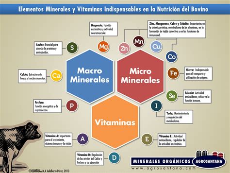 Vitaminal Y Minerales Indispensables En La Dieta De Bovinos Minerales