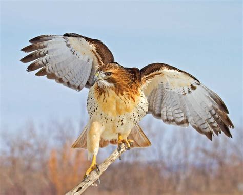 All About The Red Tailed Hawk Grit